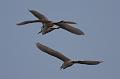 Great Blue Herons 092008 266